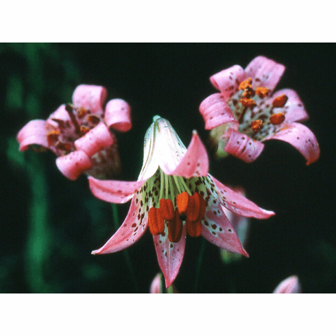 'Lilium parvum var. hallidayi <BR> (The Eldorado Lily)