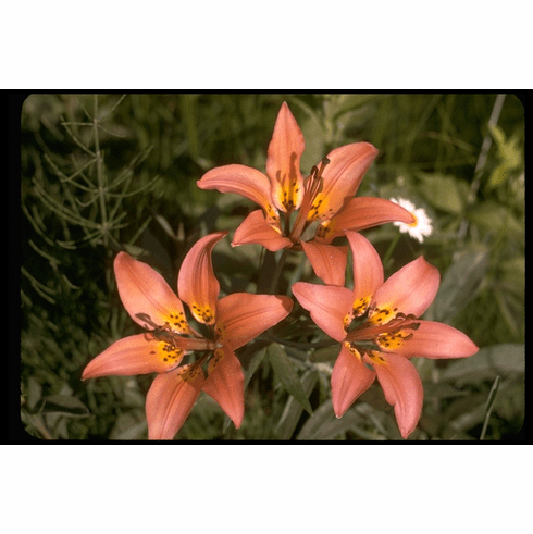 'Lilium philadelphicum' <BR> (Salmon-pink form)