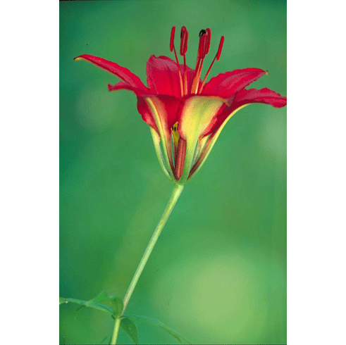 'Lilium philadelphicum' <BR>(Red Form)
