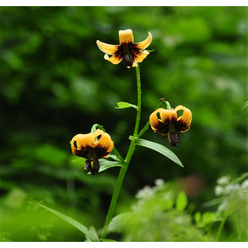 'Lilium ponticum'