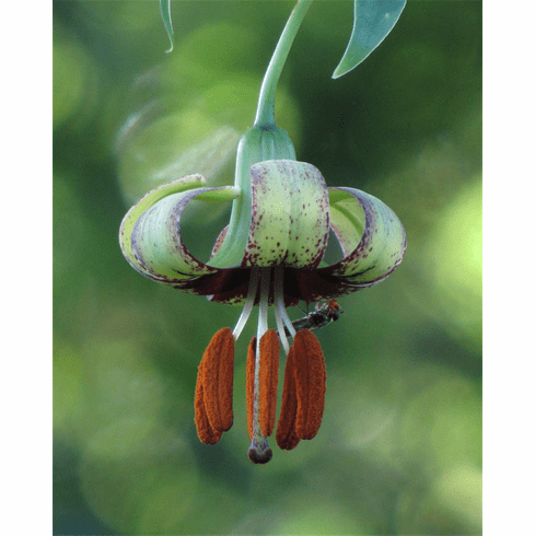 'Lilium primulinum var. burmaniacum'<BR> (Rock's Variety)