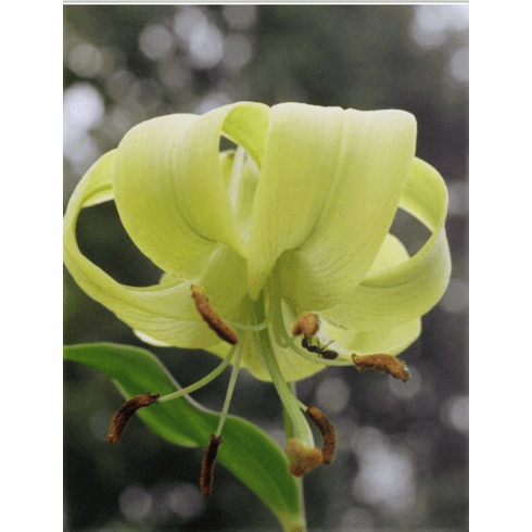 'Lilium primulinum var. primulinum'