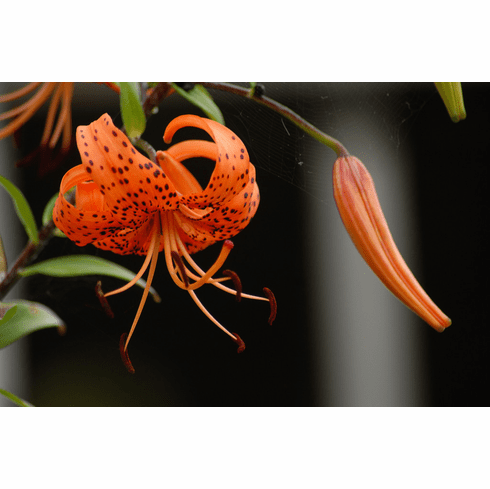 'Lilium pseudotigrinum'