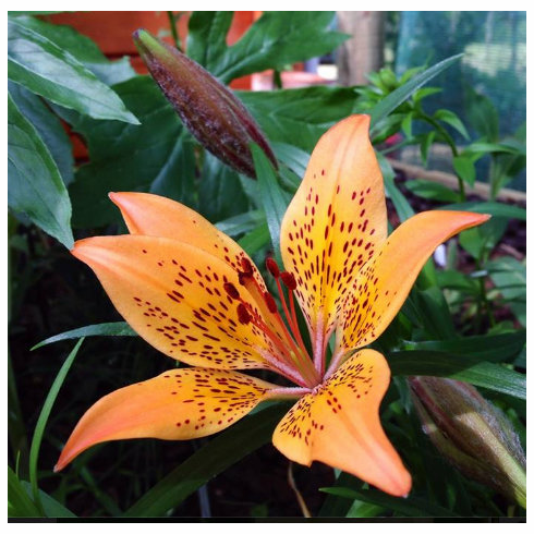'Lilium sachalinense'
