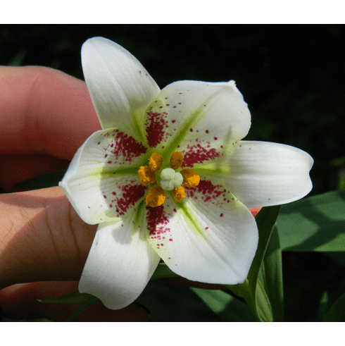 'Lilium bakerianum <BR>var. sempervivoideum'