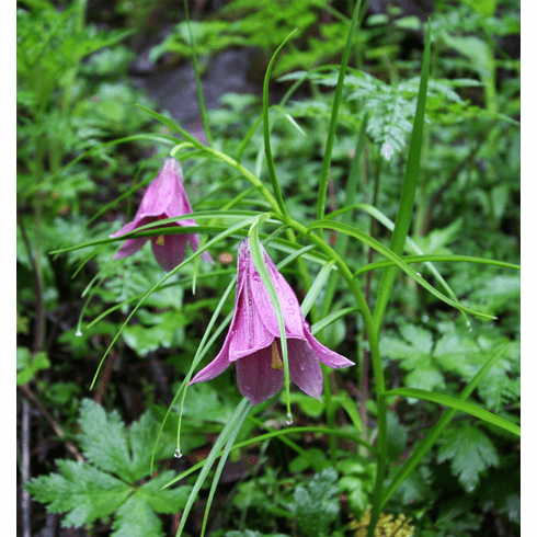 'Lilium sherriffiae' <BR>Pink Form