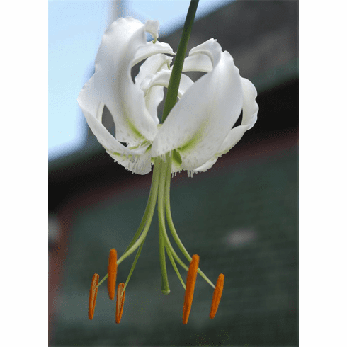 'Lilium speciosum gloriosoides <BR>var. album'