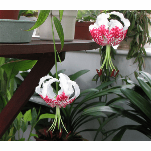 'Lilium speciosum var. gloriosoides' <BR> Var. Taiwan
