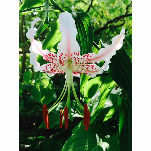 'Lilium speciosum var. punctatum'