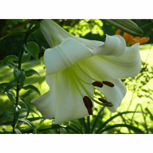 'Lilium sulphureum'