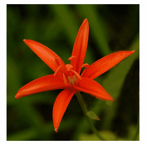 'Lilium tsingtauense var. carneum'