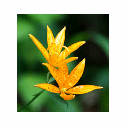 'Lilium tsingtauense var. flavum'