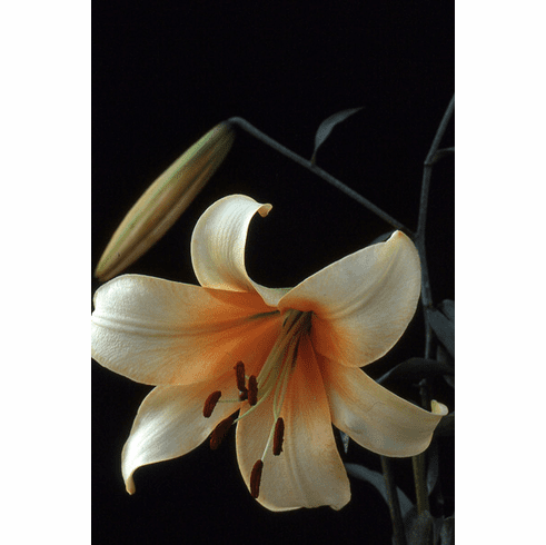 'Lady Anne' (clone)