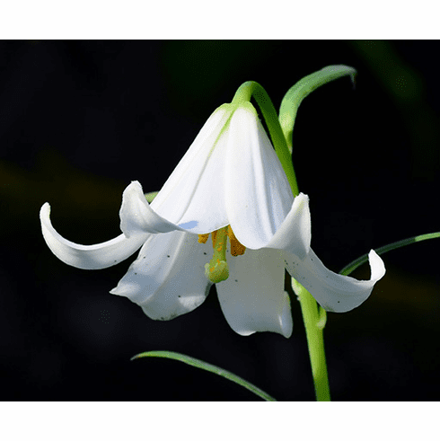 'Lilium bakerianum var. yunnanense' <BR>(White Flower Form)