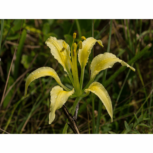 Lilium catesbaei <BR>(Yellow, Unspotted Form)