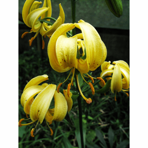 'Lilium hansonii var. aomori'