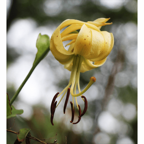 Lilium michauxii <BR>Cream-Yellow Form