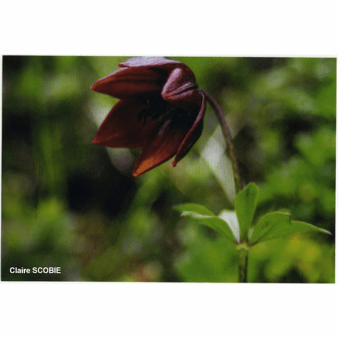 'Lilium paradoxum'