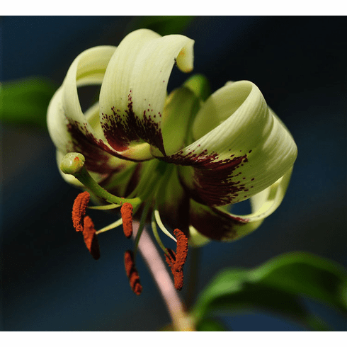 'Lilium primulinum var. burmanicum'