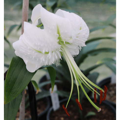 Lilium speciosum var. Kraetzeri