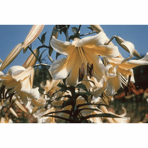 'Moonbeam' (Clone)