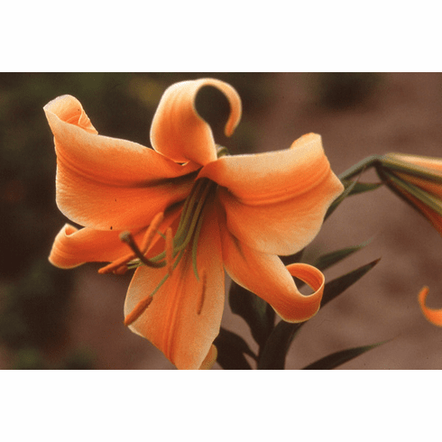 'Orange Sunburst' (Strain)