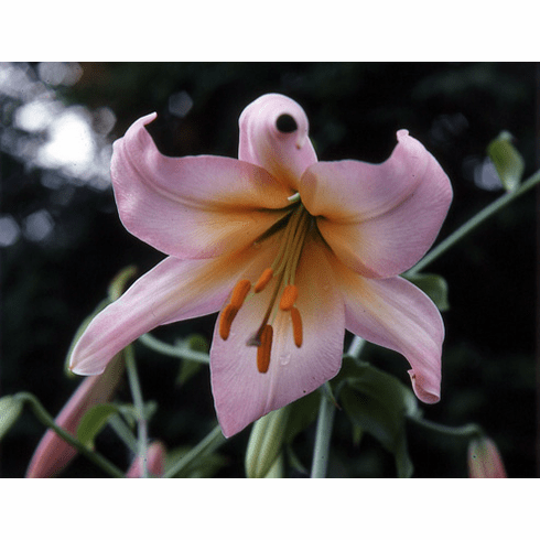 'Pink Sunburst' (Strain)