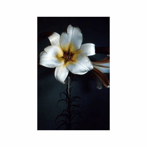 (('Princeps' x 'George C. Creelman') x L. Centifolium)