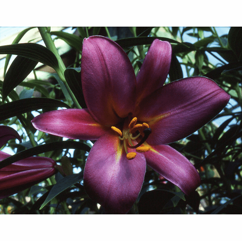 'Purple Majesty' (Clone)