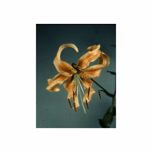 Selection from Mabel B. Ronna x <BR>T. A. Havenmeyer