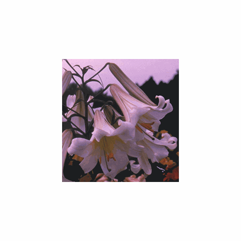 'Sentinal' (Clone)