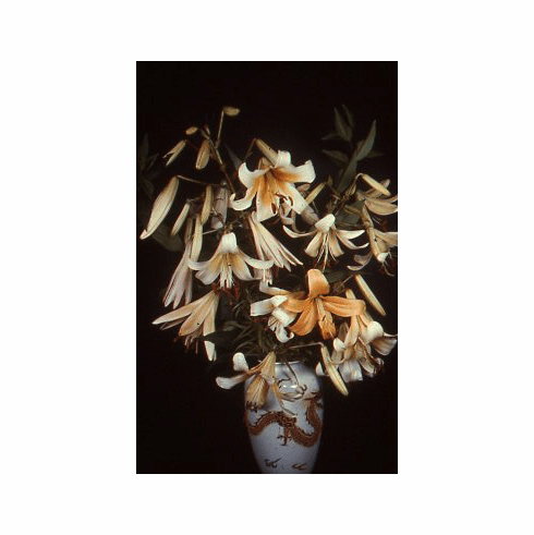'Shaver Divas' (Seedling mix)