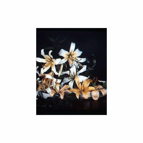 'Shaver Vistas' (Seedling mix)