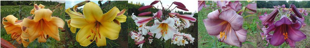 Fragrant Trumpets
