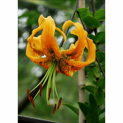 Lilium Species Unknown