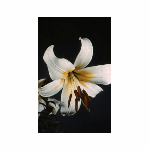 'White Flairs'