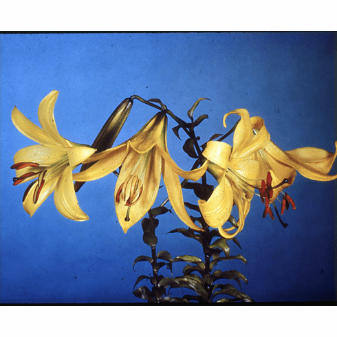 'Coronagold' (Clone)