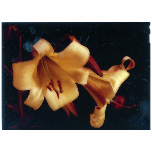 'Yerex Gold' (Clone)