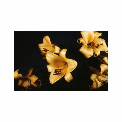 'Yerex Gold' (Strain)