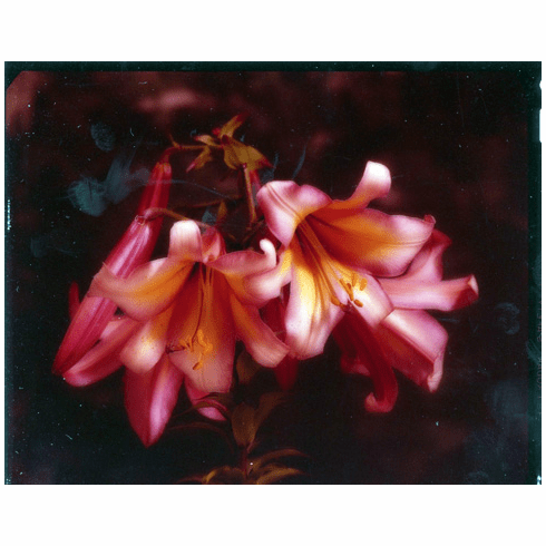 'Yerex Pink Orange Throat'