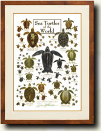 Coastal Life Framed Posters