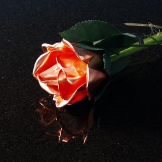 copper rose